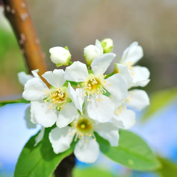 Tavaszi Virágok Háttér Gyönyörű Alma Ága — Stock Fotó
