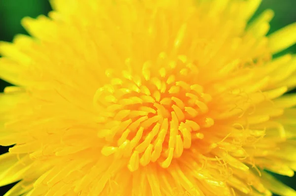 Leuchtend Gelbe Löwenzahnblüten Mit Grünen Blättern — Stockfoto