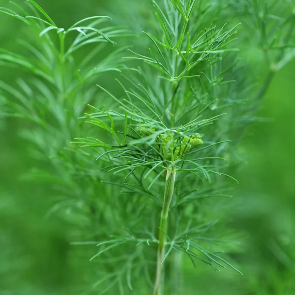 Dill Plants Summer Day Green Dill — Stock Photo, Image