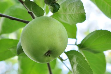 Açık havada hasat edilmeye hazır bir dalda yeşil elmalar.
