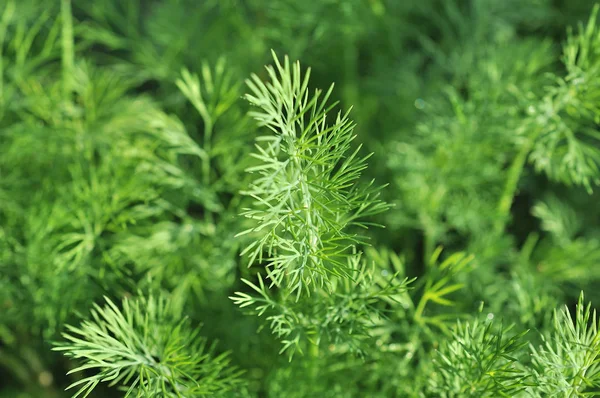 Eneldo Creciendo Lecho Vegetal — Foto de Stock