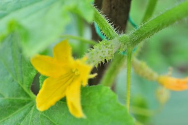 Genç salatalık ve Filiz salatalık arka plan olarak
