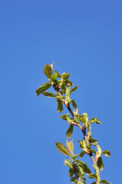 Mavi gökyüzünün önünde kiraz dalları. Boşluğu kopyala