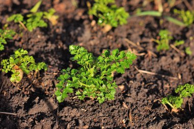 Bahar bahçede büyüyen maydanoz