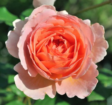 Güzel gül çiçeğinin arkaplanını kapat