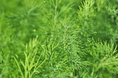 arka plan kullanmak için bahçede büyüyen dereotu herb