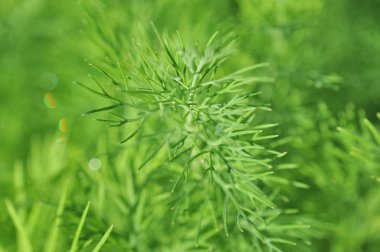 Bahçedeki dereotu bitkisi