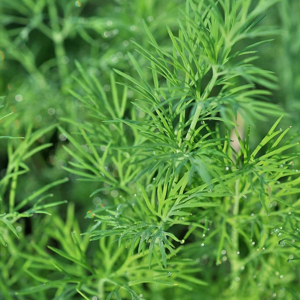 Fondo Vegetal Eneldo Verde Fondo Verde Foto Borrosa Fondo Borroso — Foto de Stock