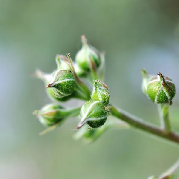 Blackberry Blomma Trädgården — Stockfoto