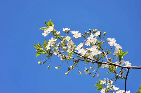 Macieira Florescendo Tempo Primavera — Fotografia de Stock