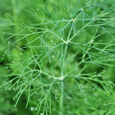 Arka plan olarak bahçede yeşil dereotu