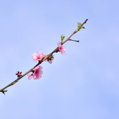 Bahar zamanı çiçeklenme ağacında.
