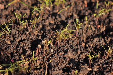 Sebze yatağında dereotu yetişiyor.