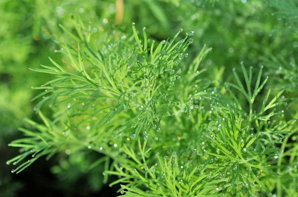 Dill Herb Growing Garden Background Use — Stock Photo, Image