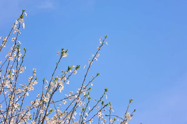 Close Flor Cereja Primavera — Fotografia de Stock