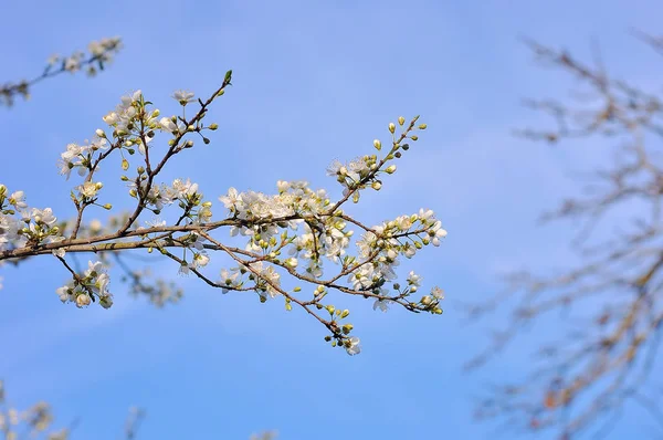 Árvore Florescente Primavera — Fotografia de Stock