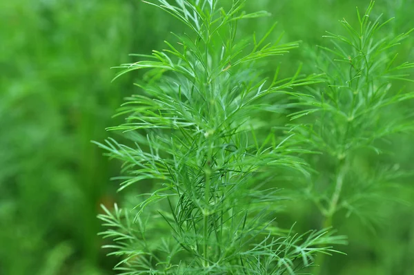 Dill herb growing in the garden for background use