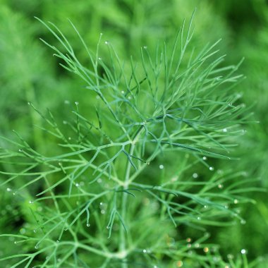 arka plan kullanmak için bahçede büyüyen dereotu herb