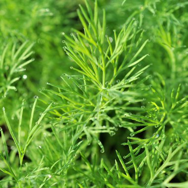 Yeşil dereotu sebze arka plan. Yeşil arka plan. Bulanık fotoğraf. Arka plan bulanık