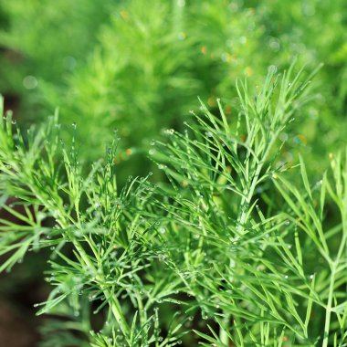 Bahçedeki dereotu bitkisi