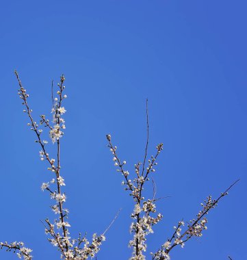 Bahar zamanı çiçek açan elma ağacı..