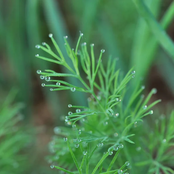 Dill Growing Vegetable Bed — Stock Photo, Image