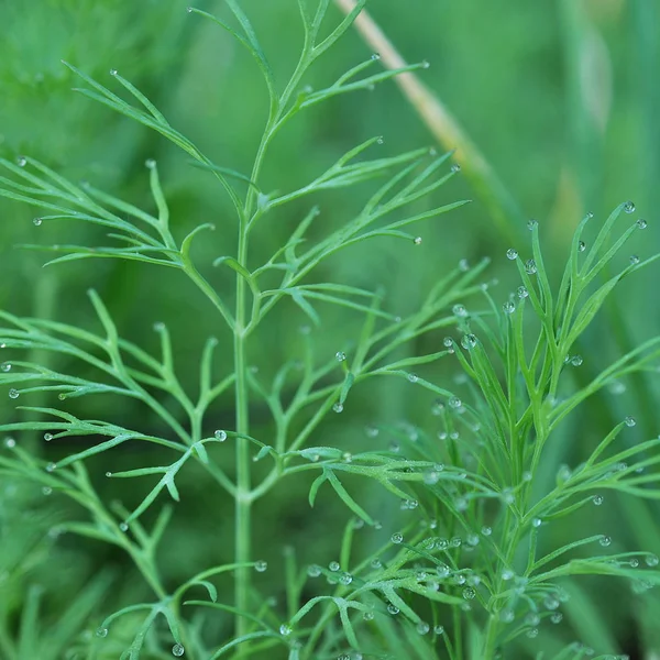Dill Herb Growing Garden Background Use — Stock Photo, Image