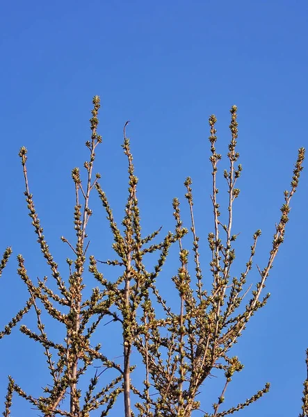 Primer Plano Flor Cerezo Primavera —  Fotos de Stock