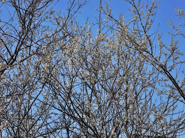 Vacker Körsbärsblom Blomma Full Blom — Stockfoto