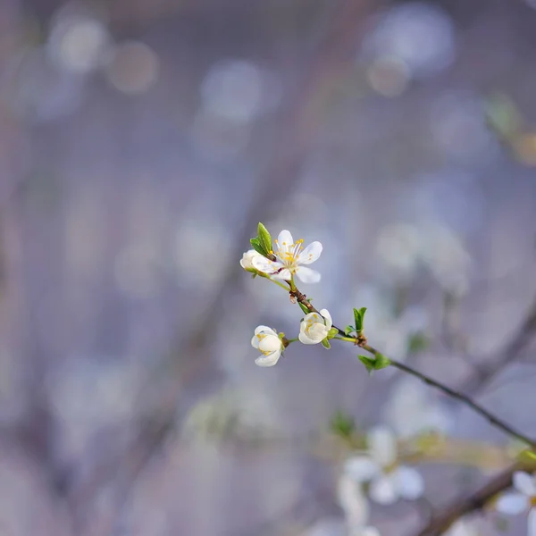 Blommande Äppelträd Våren — Stockfoto