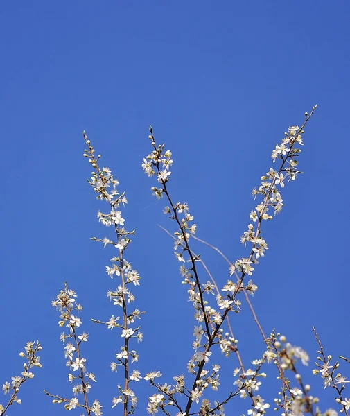 Close Flor Cereja Primavera — Fotografia de Stock