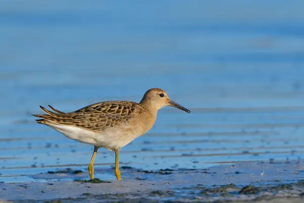 Йорж Philomachus Pugnax Пошуку Їжі Мілкій Воді — стокове фото