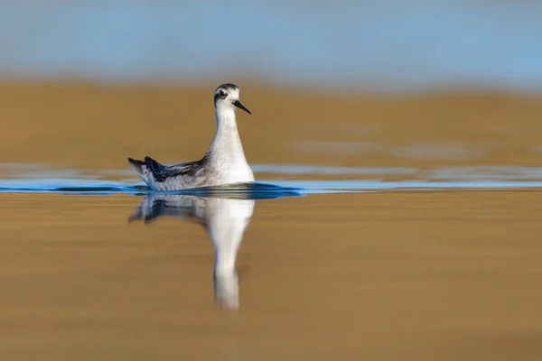 Falarope Giovanile Dal Collo Rosso Phalarope Lobatus Nel Piumaggio Invernale — Foto Stock