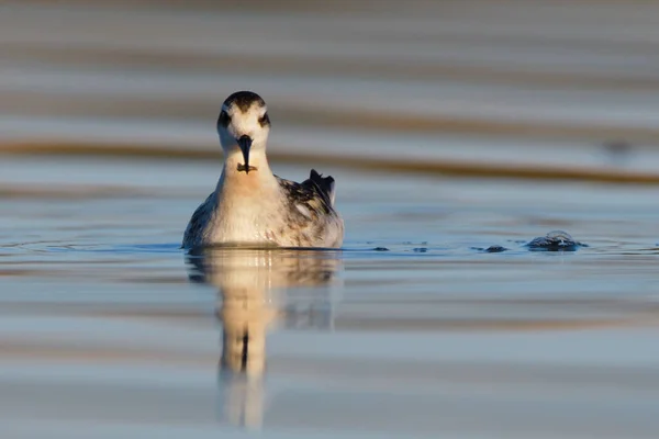 冬季羽毛中的红颈指骨幼体 Phalarope Lobatus — 图库照片