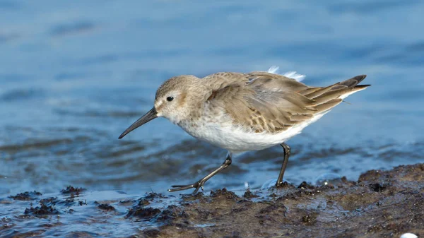 Krombekstrandloper Calidris Ferruginea Zoeken Voedsel Aan Oever Van Zee — Stockfoto