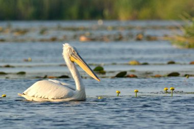 Tepeli pelikan (Pelecanus crispus) su, yaz tüyleri
