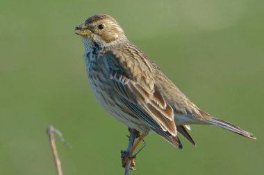 Tarla kiraz kuşu (Emberiza calandra) yeşil bir arka plana dayanır