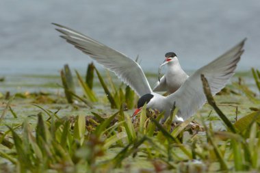 Bahar, su bitki örtüsü üzerinde ortak sumru (Sterna hirundo) çiftleşme davranışları