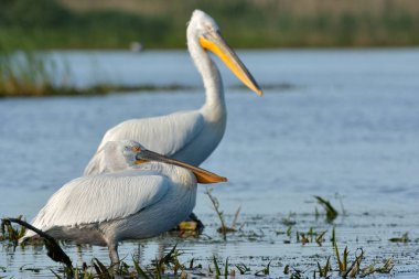 Tepeli pelikan (Pelecanus crispus) yaz aylarında Tuna Deltası'nda