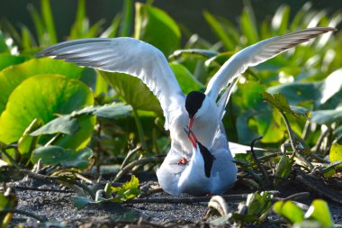 Çiftleşme sumru (Sterna hirundo)