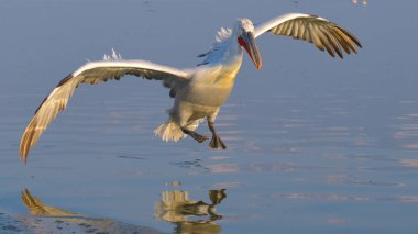 Tepeli pelikan (Pelecanus crispus) su üzerinde açılış