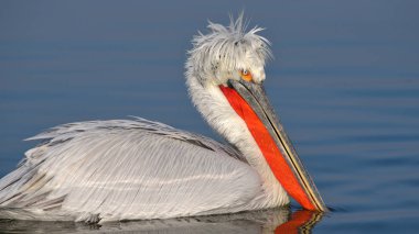 Tepeli pelikan (Pelecanus crispus) su, kışın üreme kuş tüyü