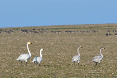 Ötücü kuğu (Cygnus cygnus) kış alan
