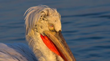 Tepeli pelikan (Pelecanus crispus) portre