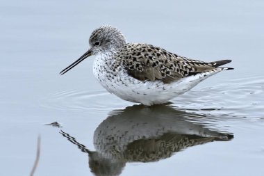 Sığ suda bataklık düdükçünü (Tringa stagnatilis)