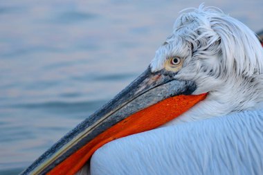 Tepeli pelikan (Pelecanus crispus) portre