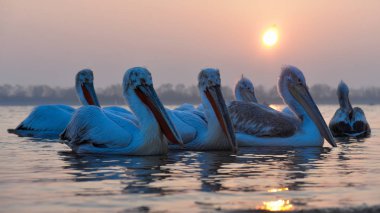 Tepeli pelikan (Pelecanus crispus) su, gündoğumu ışık