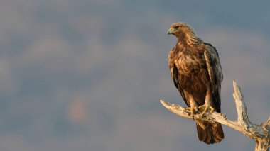 Altın Kartal (Aquila chrysaetos) kışın dal