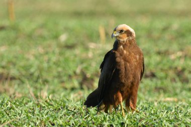Marsh harrier (sirk aeruginosus) kadın, bir alanında, yeşil çim ile