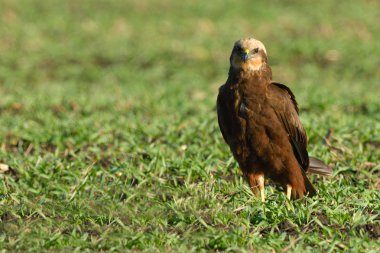 Marsh harrier (sirk aeruginosus) kadın, bir alanında, yeşil çim ile